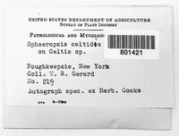 Sphaeropsis celtidis image